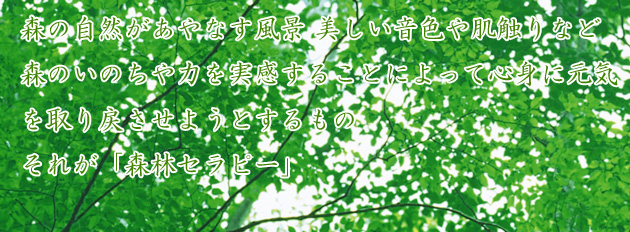 森林セラピー